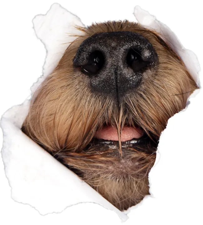 خرید و مشخصات غذاخشک هپی داگ سنسیبل جونیور | happy dog sensible junior