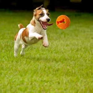 قیمت خرید و مشخصات انوع اسباب بازی برای سگ ها در پت شاپ لنداف هانا | dog-toy land of hana