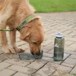 خرید و مشخصات قمقمه اولی داگ آمریکایی | Olly Bottle by Olly Dog