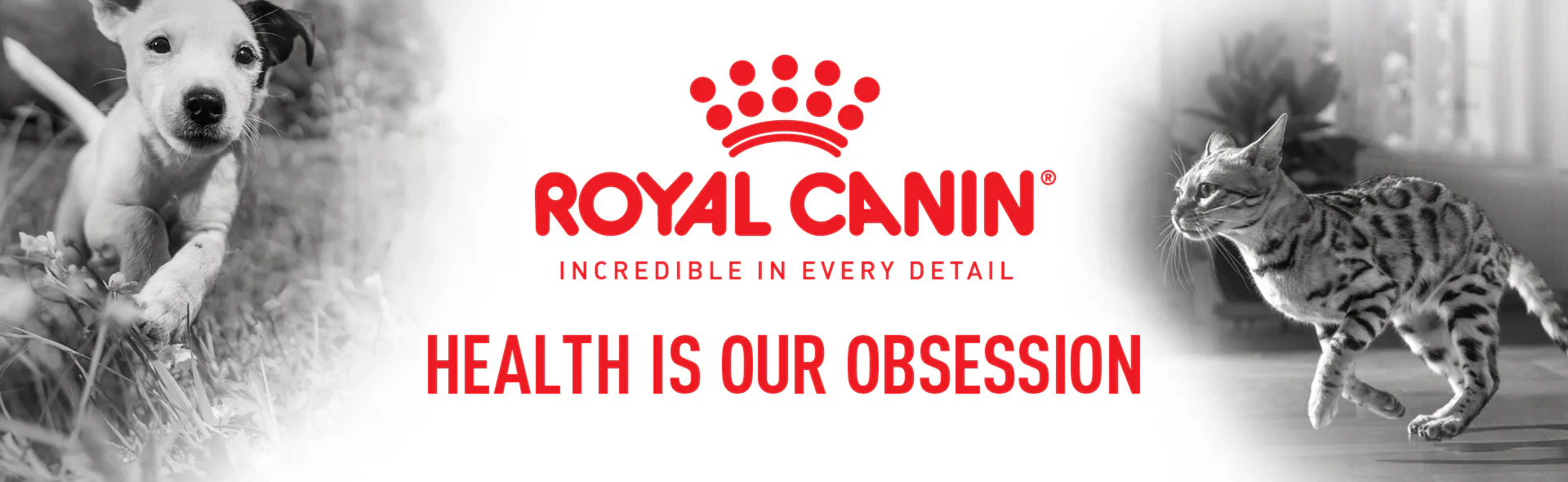 خرید محصولات برند رویال منین با لهترین قیمت از فروشگاه اینترنتی لنداف هانا | royal-canin
