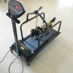 خرید ، قیمت و مشخصات تردمیل سگ های کوچک از پت شاپ لنداف هانا | Mini Walking Running Electric Animal Treadmill Dog
