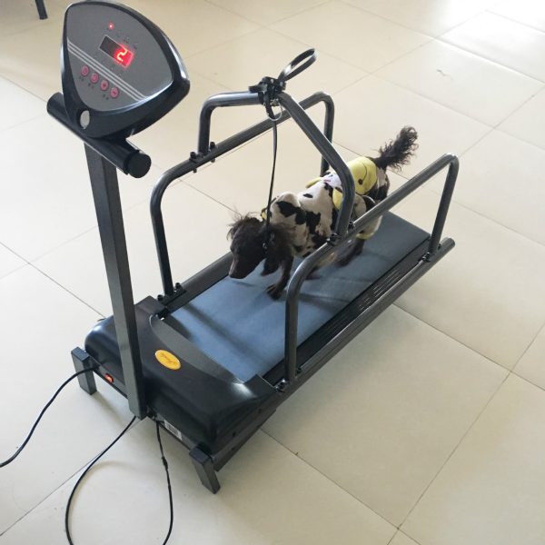 خرید ، قیمت و مشخصات تردمیل سگ های کوچک از پت شاپ لنداف هانا | Mini Walking Running Electric Animal Treadmill Dog