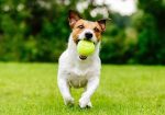 قیمت خرید و مشخصات توپ تنیس سگ خرید از پتشاپ لنداف هانا dog tennis ball