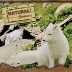 خرید ، قیمت و مشخصات غذاخشک سگ نچرال گریتنس سالمون از پت شاپ لنداف هانا | Natural Greatness salmon mini