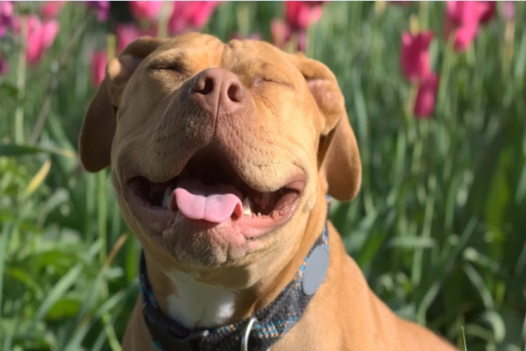 عطسه معکوس سگ چیست؟ راهنمای کامل تشخیص، علل و رفتار درست ، عطسه معکوس چیست؟ علت عطسه معکوس ، دانستنی ها با با مججموعه ی لنداف هانا