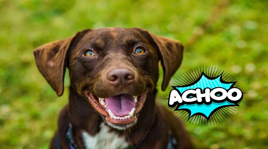 عطسه معکوس سگ چیست؟ راهنمای کامل تشخیص، علل و رفتار درست ، عطسه معکوس چیست؟ علت عطسه معکوس ، دانستنی ها با با مججموعه ی لنداف هانا