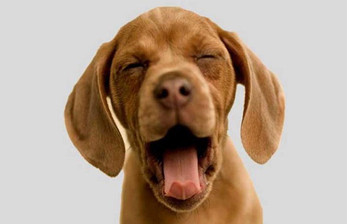 عطسه معکوس سگ چیست؟ راهنمای کامل تشخیص، علل و رفتار درست ، عطسه معکوس چیست؟ علت عطسه معکوس ، دانستنی ها با با مججموعه ی لنداف هانا