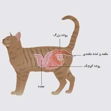 آیا گربه‌ها هم کیسه مقعدی دارند؟ راهنمای جامع سلامت غدد مقعدی گربه‌ها | پت شاپ لنداف هانا